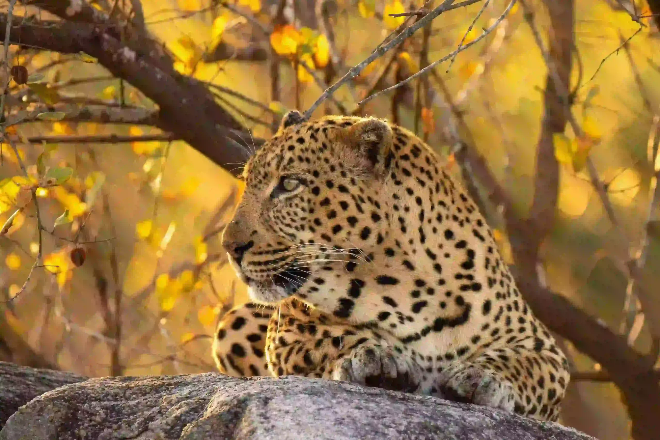 Leopard close up during Tanzania safari