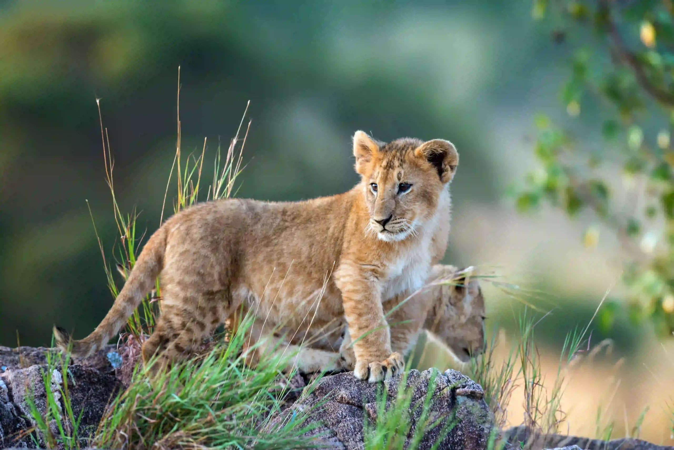 Lion cub on 2 day safari from Zanzibar