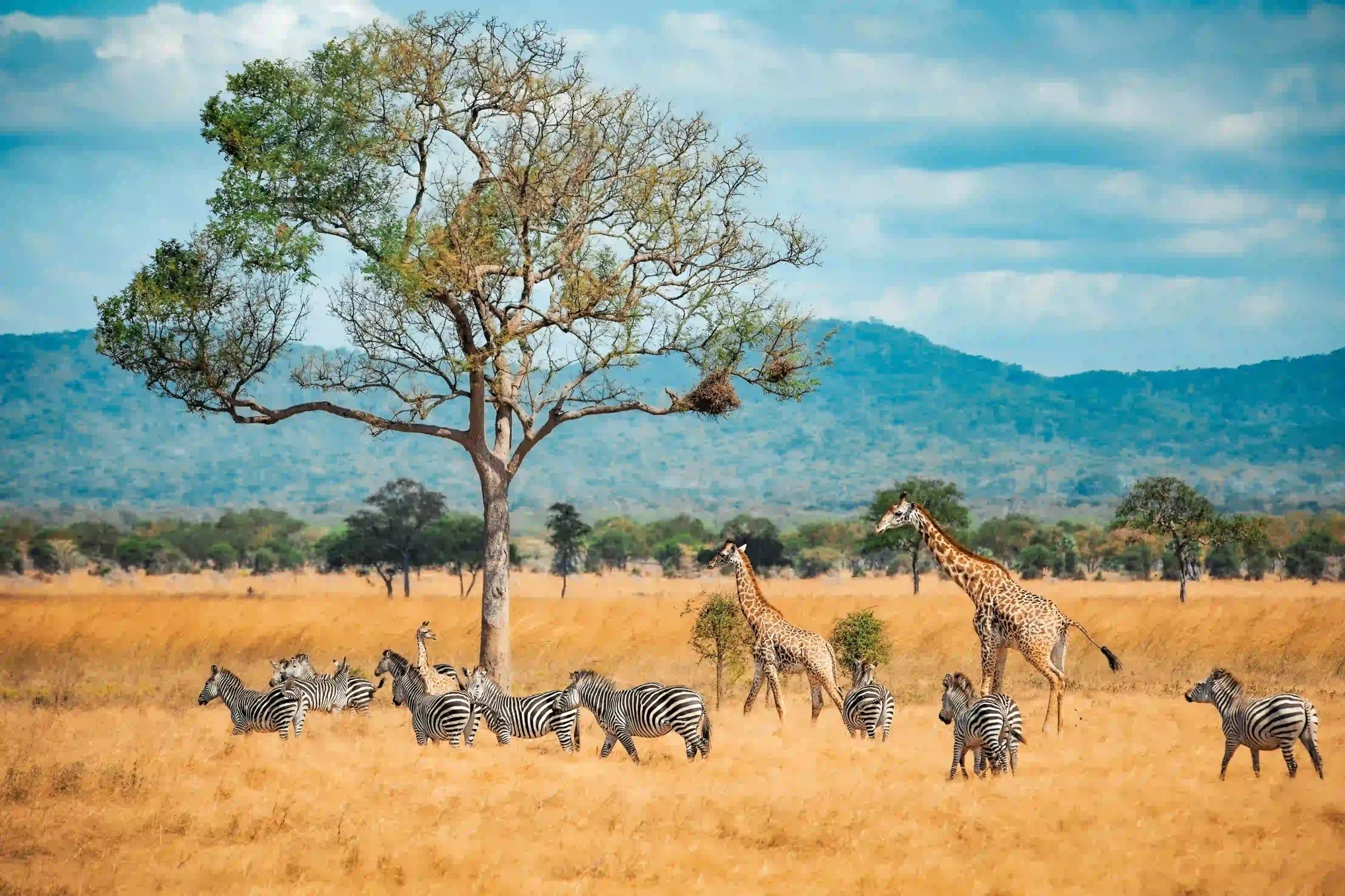 Wild giraffes and zebras on safari in Tanzania