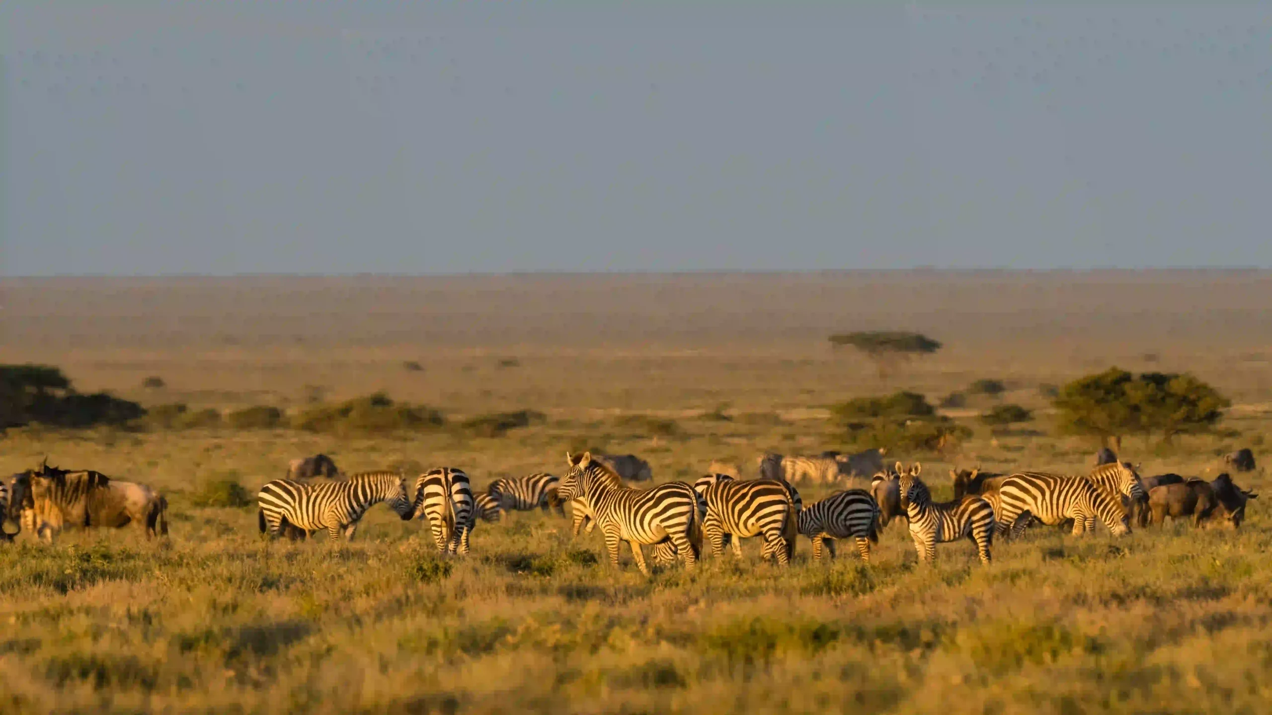 Zebras grazing in golden light on a Serengeti safari